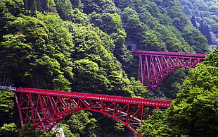 photo of bridge near forest